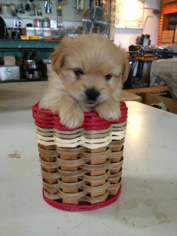 Dish Soap Basket